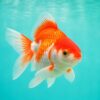 ぼくの金魚 アプリアイコン